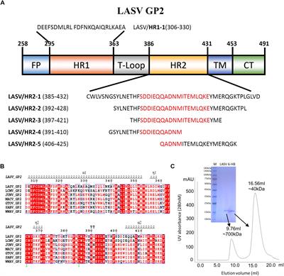 Crystal Structure of Refolding Fusion Core of <mark class="highlighted">Lassa Virus</mark> GP2 and Design of <mark class="highlighted">Lassa Virus</mark> Fusion Inhibitors